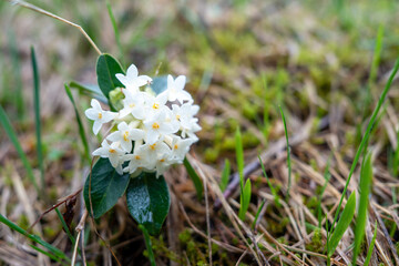 A cluster of delicate white flowers surrounded by lush green leaves, captured in a natural outdoor setting with grass and moss, highlighting the beauty of spring flora.