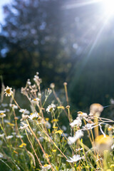 Obraz premium wild flowers in the morning sunlight