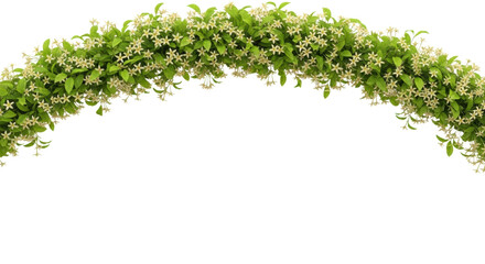 lush, volumetric horizontal garland of a creeping flowering vine with star-shaped pale cream-yellow blossoms and bright green leaves, isolated on white. concept of intricate natural beauty