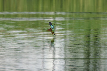 Blue-tailed Bee-eater, Merops philippinus, diving into water in forest park, richly coloured, slender bird, green overall, blue tail, thin black mask, brown throat, bird spreads the wings