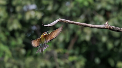Blue-tailed Bee-eater, Merops philippinus, landing on branch in forest park, richly coloured, slender bird, green overall, blue tail, thin black mask, brown throat, bird spreads the wings