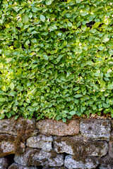 green hedge with a stone wall
