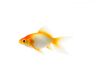 gold fish isolated on white