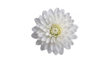 White flower with a yellow center. isolated illustration on transparent background