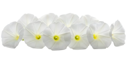White flowers with yellow centers isolated on a transparent background flower arrangement floral