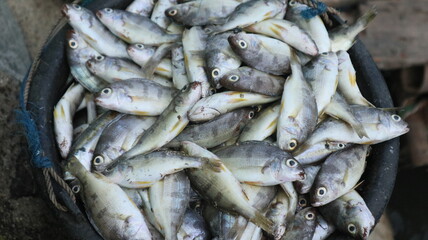 Obraz premium Fresh fish just caught by fishermen. These fish are packed in ice boxes and then sold at traditional markets.