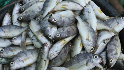Obraz premium Fresh fish just caught by fishermen. These fish are packed in ice boxes and then sold at traditional markets.