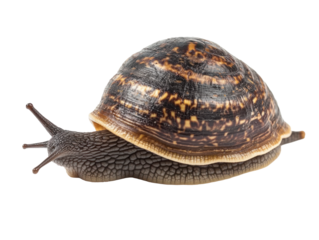 Garden snail side view isolated