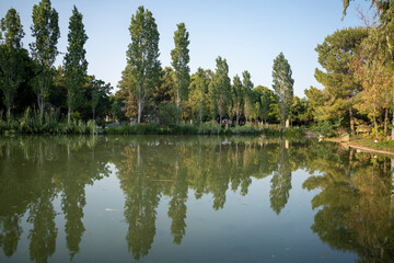 reflection of trees in the artificial lake