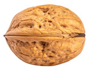 A single, whole, uncracked walnut with its textured, brown shell isolated on a white background.