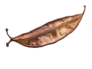 Dried Brown Leaf Isolated