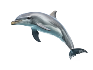 Jumping dolphin with splash on transparent background