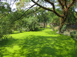 A green crocodile-infested lake at Tharkayta in Yangon