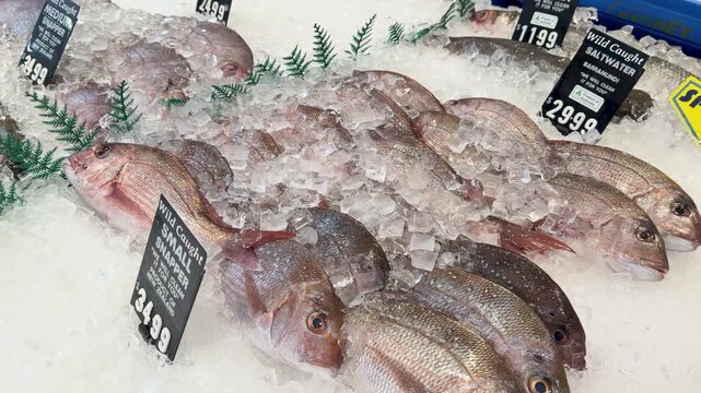 Fresh Barramundi and Snapper on Ice at Gold Coast Fish Market