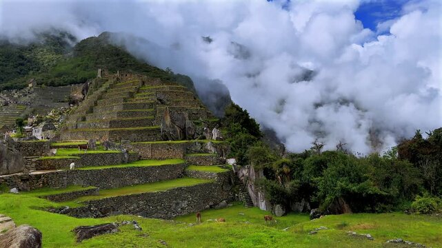 Machu Picchu highlands Llamas Alpaca wildlife tourist circuit landscape sunny fog cloudy morning Peru Per&uacute; rainy season Peruvian Andes terrace layers Inca Temple Sanctuary lush green jungle static
