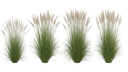 Four green grass plants with beige plumes isolated on transparent background