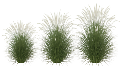 Three green grass clumps with varying heights isolated on transparent background