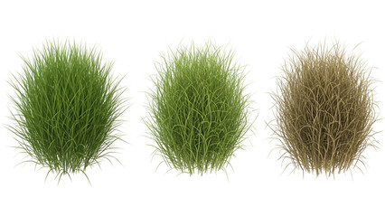 Three grass tufts in different shades isolated on transparent background