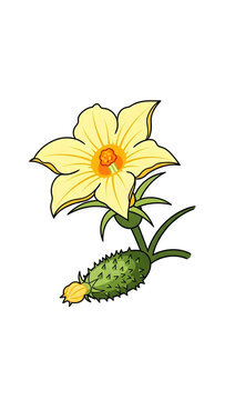 Cartoon Illustration of Yellow Jimson Weed Flower and Spiky Datura Fruit Pod on Black Background