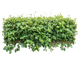 Green hedge isolated on transparent background