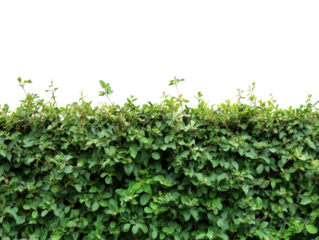 Green hedge foliage on transparent background