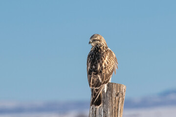 Rough-legged hawk on a fence post