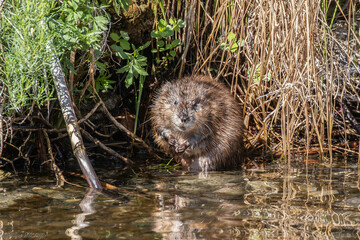 Muskrat in a lake