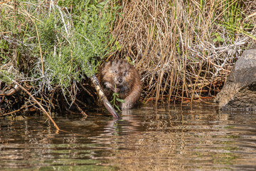 Muskrat eating reeds