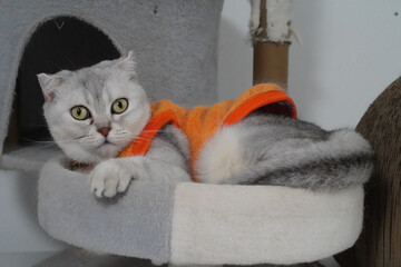 Gray cat with striking green eyes lounges comfortably on cat tree, wearing orange sweater. cozy environment and cat relaxed posture create warm and inviting atmosphere