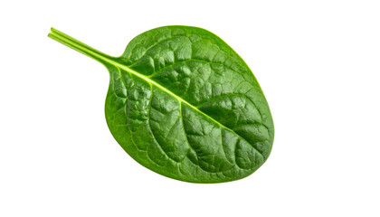 Close-up of a vibrant green spinach leaf with a textured surface on a black background