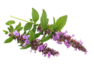 Purple wildflower sprig on transparent background