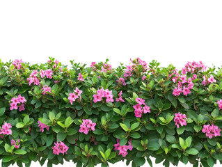 Pink Flowering Hedge on Transparent Background