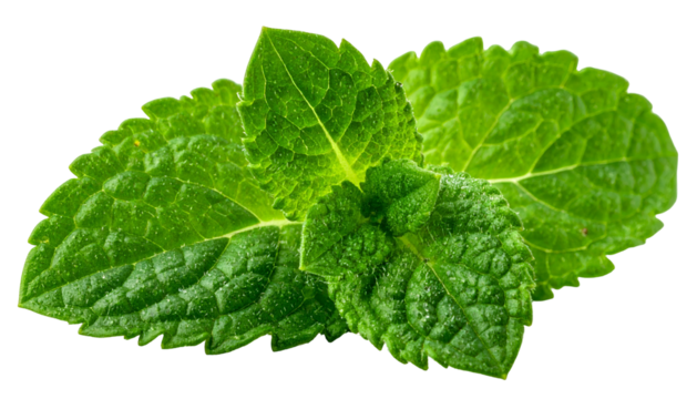 Close-up of vibrant green mint leaves against a transparent background - Powered by Adobe
