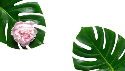 Pink flower on a monstera leaf in upper left, with a second leaf on the right