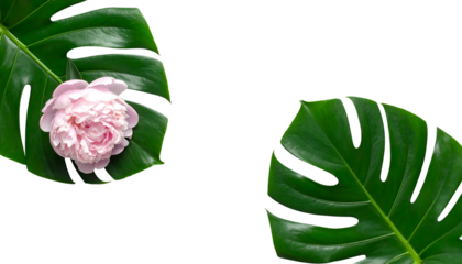 Pink flower on a monstera leaf in upper left, with a second leaf on the right
