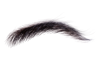 Isolated bushy eyebrow on transparent background