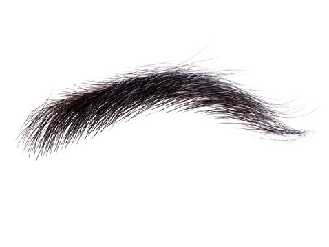 Isolated bushy eyebrow on transparent background