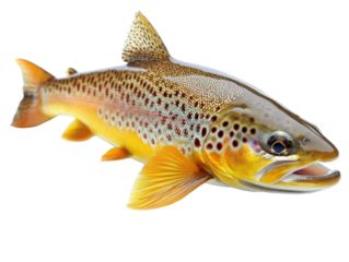 Brown trout isolated on transparent background