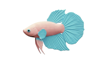 Pink and Blue Betta Fish 3D Model