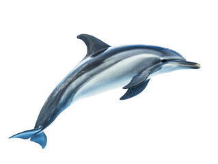 Realistic dolphin isolated on transparent background