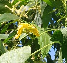 yellow flowers in the garden