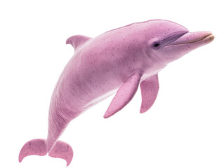 Pink Dolphin Isolated on Transparent Background
