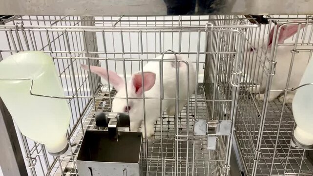 white laboratory rabbits in stainless steel wire cages for scientific research