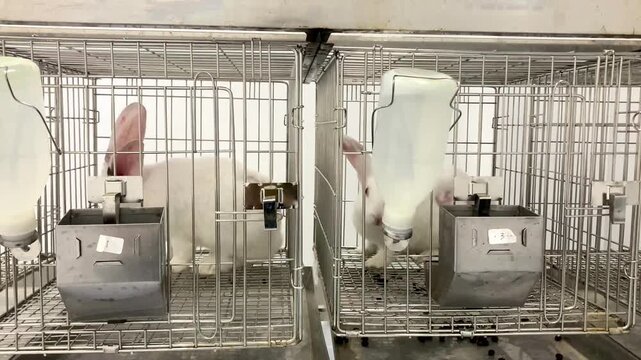 white research rabbits in individual stainless steel laboratory cages with water bottles