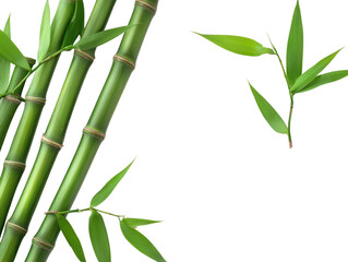 Green bamboo stalks with leaves