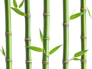 Green bamboo stems with fresh leaves