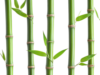 Green bamboo stems with fresh leaves