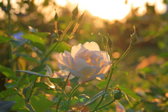 Beautiful rose in the garden, close-up. Nature background