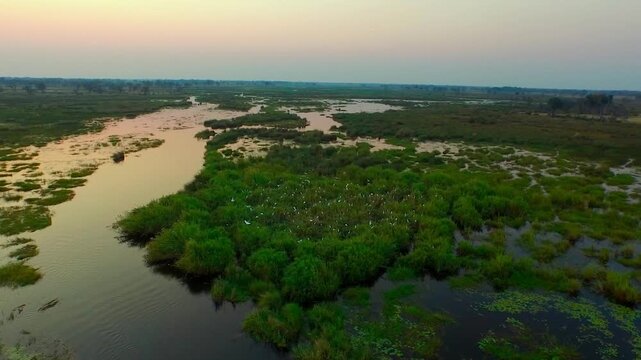 Expansive aerial footage of the zambezi river floodplains with a flock of egrets at sunset