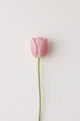 Single pink flower is standing tall on a white background